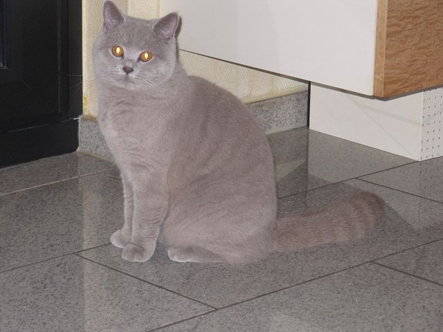 Hurra! Hurra! Kartäuser vom Rodebachtal unsere Kitten sind da!!!
