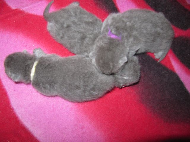Unsere Kitten sind gelandet!!!