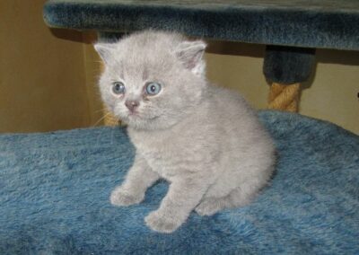 Keena M-Wurf, 4Wo, Milou
