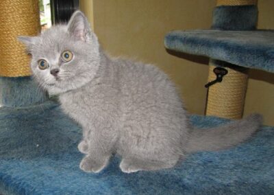 Merlin