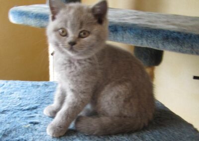 Milou