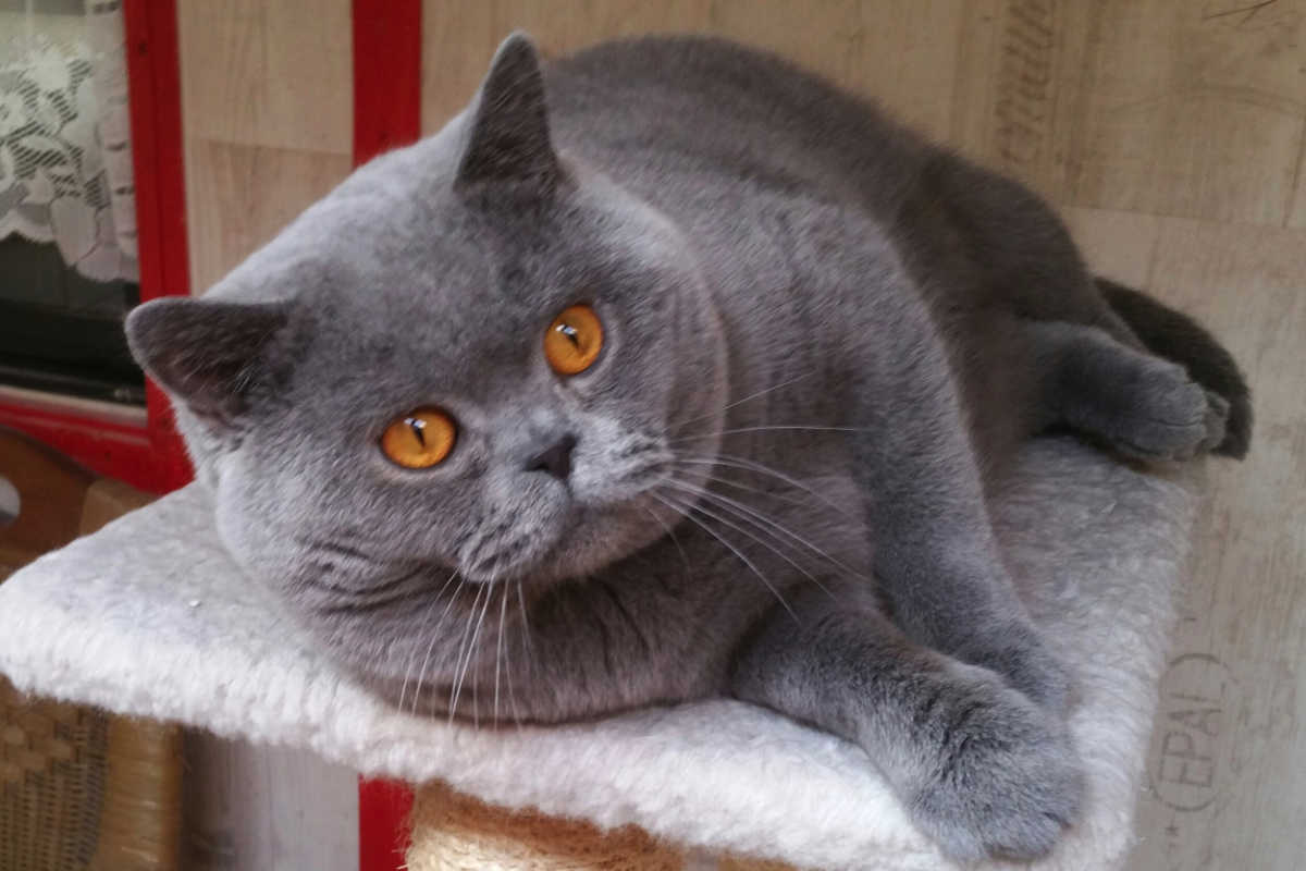 Kalyn vom Goloturm Kartäuser Kater Ede vom Klingental