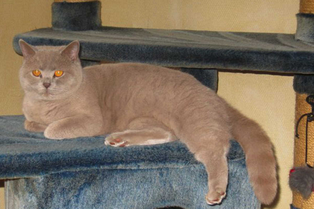 Kartaeuserkatze Kalyn Kartäuser Katze Uriel