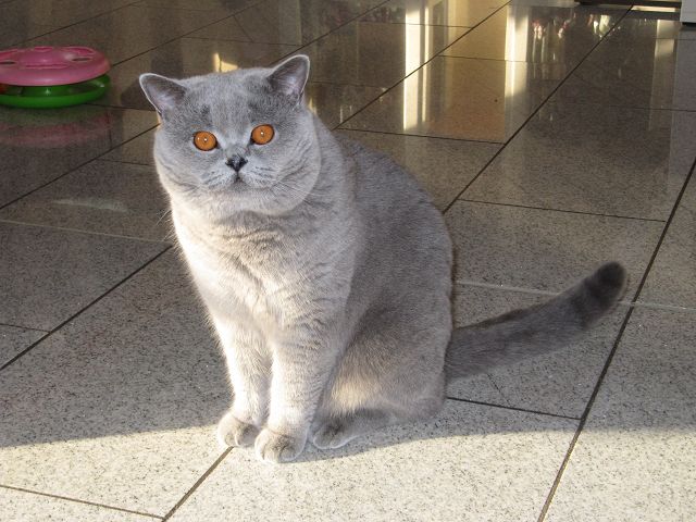 kalyn Kartäuser Kater Ede vom Klingental
