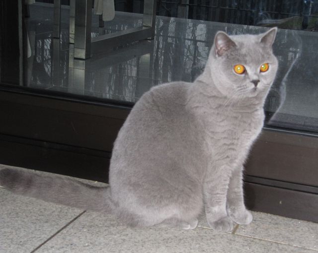 keena Kartäuser Katze Uriel
