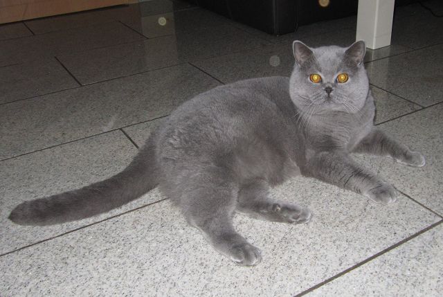 liroy Kartäuser Kater Ede vom Klingental