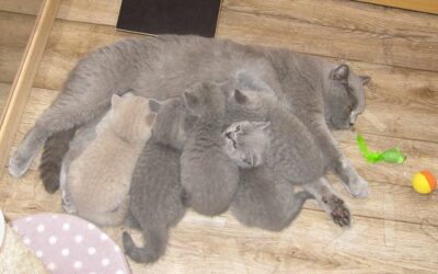 Update, 6 Wochen: Keena und Kalyn T-Wurf
